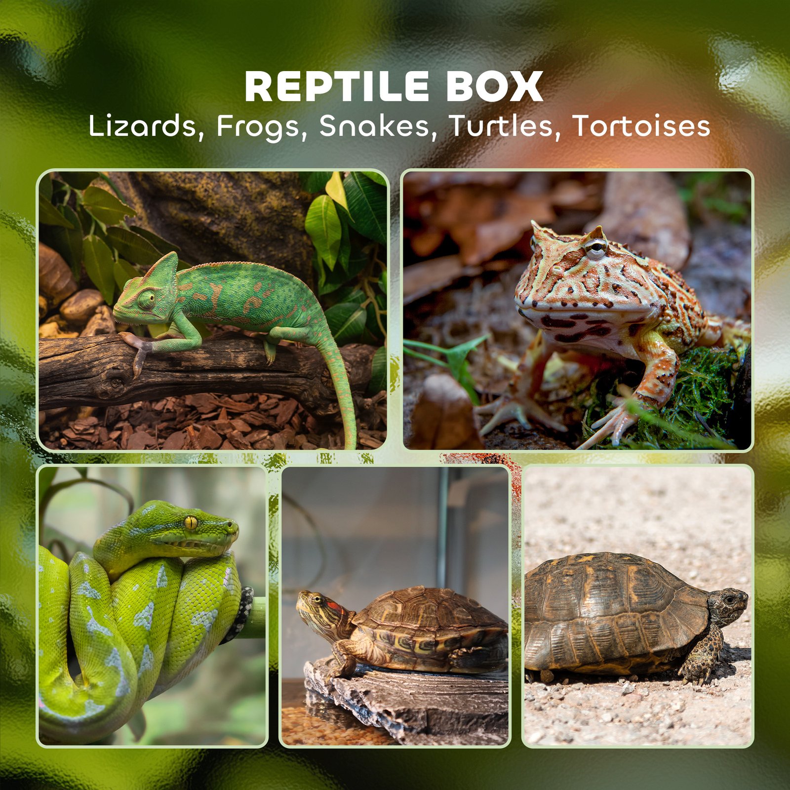 PawHut 12L Vivarium for Lizards, Frogs, Snakes, Turtles, Tortoises w/ Anti-Escape Design, Ventilation - Image 4